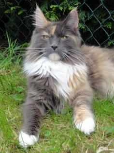 Coonfusion Maine Coon Zucht seit 1998 - Gesundheit, Charakter, Freundschaft