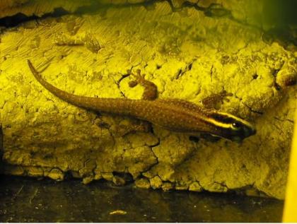 Phelsuma Ornata Ornament Schmuck Taggecko 0, 0, 4 Nachzuchten 2021