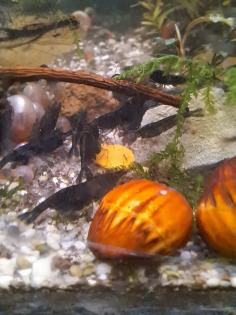 Neocaridina davidi Black Sakura Süßwasser Garnelen
