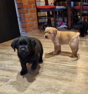 Labrador Welpen Reinrassig