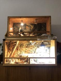 Bartagame Pogona Bearded Dragon Terrarium Zubehör