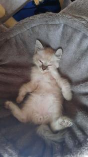 Katze Kater Heilige Birma Kitten ähnlich Ragdoll