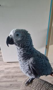 Graupapagei Kongo weiblich 2Jahre
