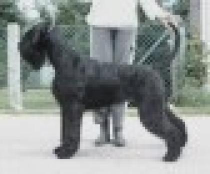 Riesenschnauzerwelpen von der Thelersäule