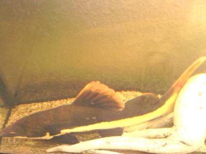 Phractocephalus hemioliopterus, Rotflossen-Antennen wels, ca. 35-45cm