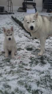 Reinrassige Sibirien Husky