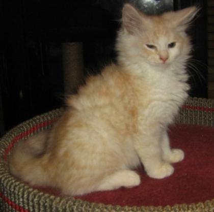 Sibirische Katzen