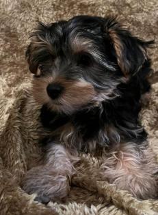 Yorkshire Terrier Welpen ab sofort zu haben