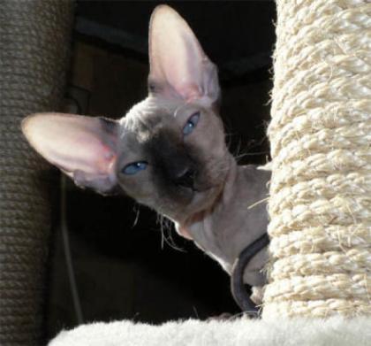 Bezaubernde SIA, OKH und Peterbald Babys