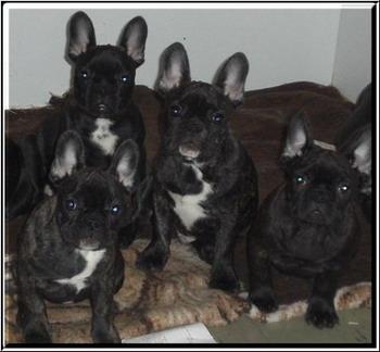 Französische Bulldoggen