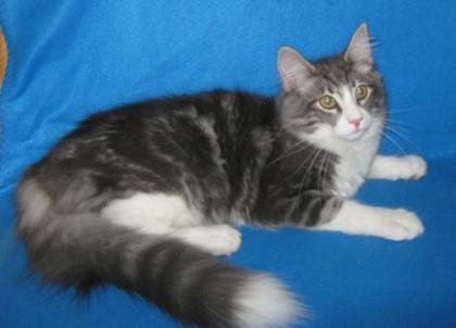 Norwegische Waldkater Jungkater wegen Zuchtaufgabe