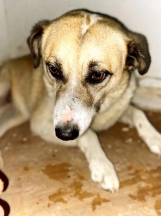 Bärbel sucht ein passendes zuhause