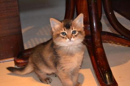 Indira - süßes Somalimädel/Kitten