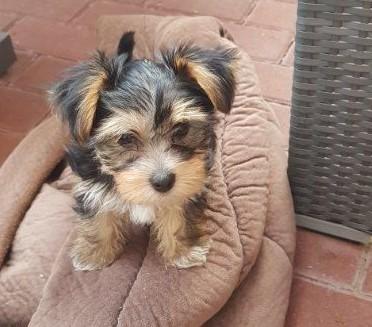 Yorkshire Terrier Welpen ab sofort zu haben