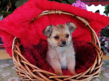 Süße Chihuahua-Welpen