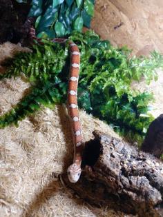 4 Kornnattern mit HolzTerrarium und Deko