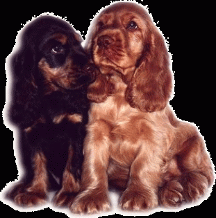 Cocker-Spaniels