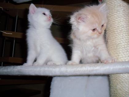 2 wünderschöne BKH-Babys Kater weiß und creme