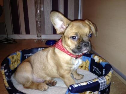Französischer Bulldogge Mix Welpe