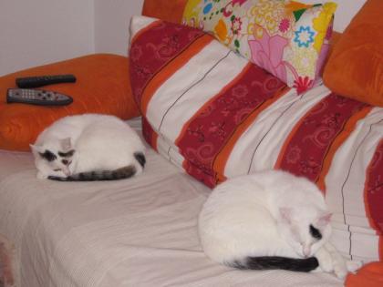 2 Wohnungskatzen abzugeben - Hauskatze - Katzen zu Verschenken