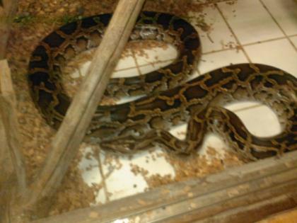 3, 20m lange tigerphyton zu verkaufen