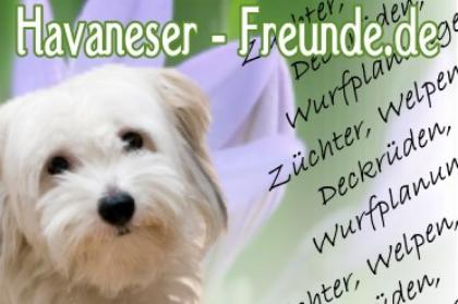Havaneser-Freunde. de