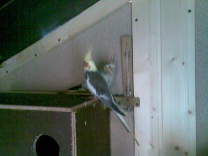 Tausche Nymphensittich Hahn und suche 2 Wellensittich Hennen. Tel. 0179-2775543.