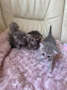 Bkh kitten Gold black tabby