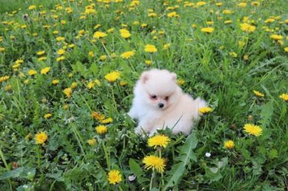 Pomeranian - Zwergspitz, Welpen. Reinrassig mit Papieren.