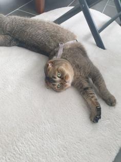 Kastrierter Kater Scottisch Fold 4 Jahre alt