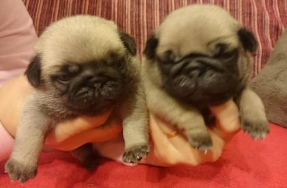 Mops - Qualitäts Welpen mit Stammbaum FCI - beige und schwarz