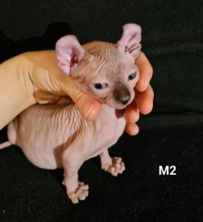 Elf Sphynx Stammbaum blau Augen