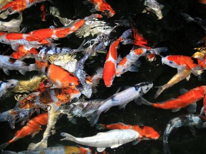 Herrliche neue Japan Koi - Onlineversand