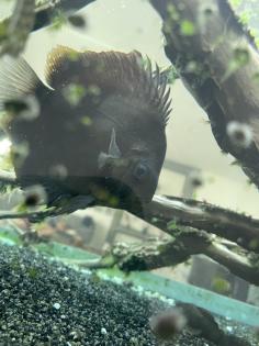 Diskusfische / Aquariumauflösung