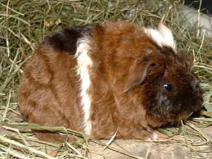 Junge Meerschweinchen