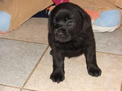 Schöne Labrador Welpen Schwarz und Gelb mit Papiere