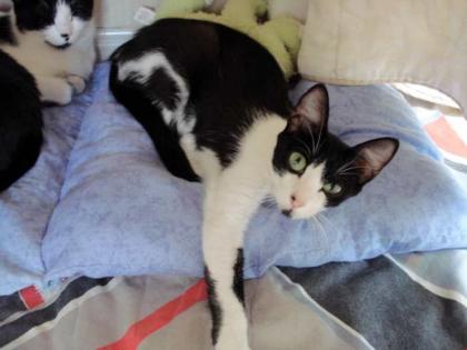 Liebe Katze Cleo mit Baby ausgesetzt