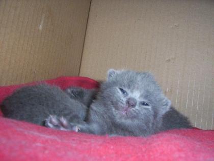 Britische Blaue Kätzchen BKH 2 wunderschöne Kater
