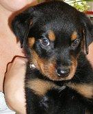 NETTE Rottweiler ZUM VERKAUF
