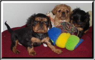 King charles spaniel oder engl