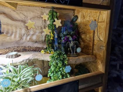 Terrarium voll ausgestattet mit Königspython