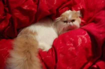 Süsser weisser langhaar Perserkater sucht ein neues zu Hause