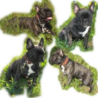 Fawn Bully Welpen