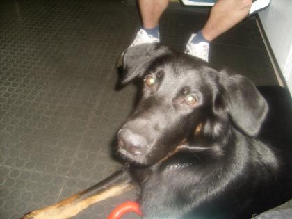 1Jahr und 3Monate junger Schäferhund mit Bernasen sucht ein neues Zuhause.