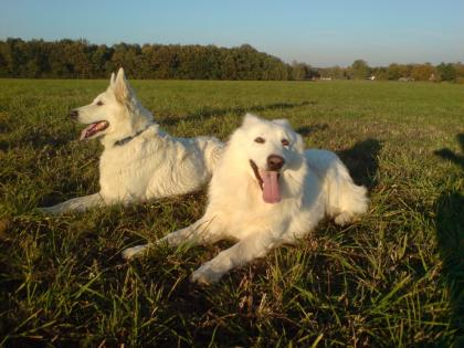 Weisse Schweizer Schäferhund-Welpen