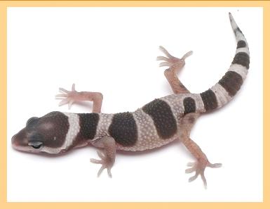 0, 2 Mack Snow het Tremper poss. Giant