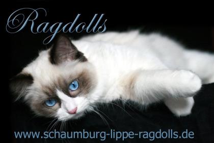 Ragdoll Kitten mit Stammbaum -Abgabebereit -