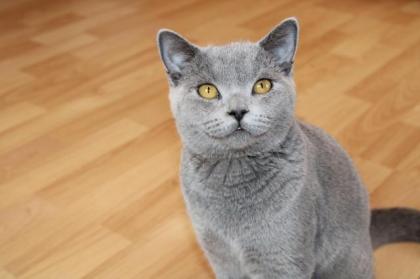Bkh Deckkater