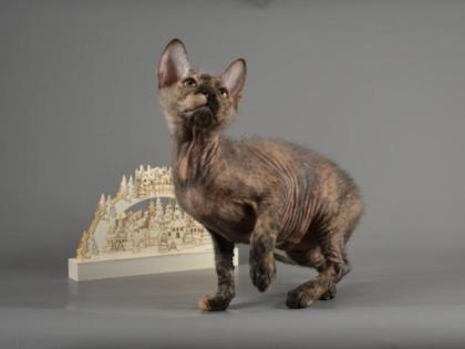 Sphynx Don Kitten mit 2G - Abgabebereit Reinrassige mit Tasthaare