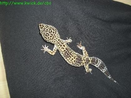 1. 1 Leopardgecko Nominat